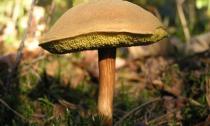 Моховик: подробное описание гриба Как выглядит гриб моховик